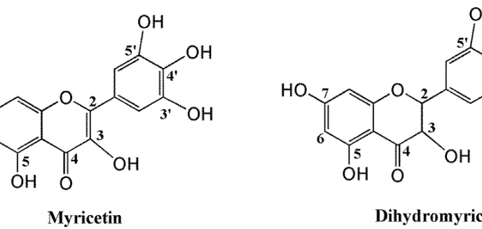 Hvad er forskellen mellem Dihydromyricetin og Myricetin.png