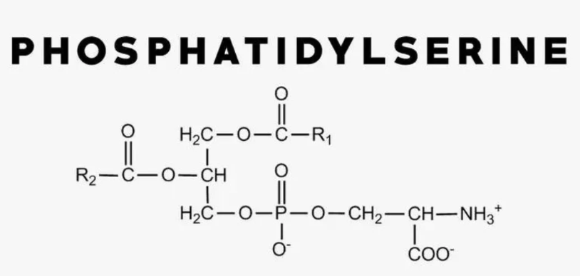 Hvad er forskellen mellem phosphoryleret serin og phosphatidylserine.png